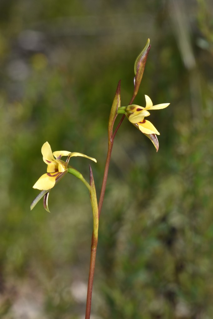 5 Diuris brevifolia - November 2020