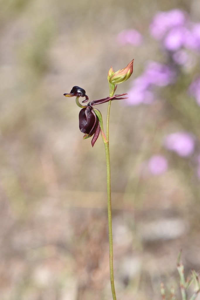 6 Caleana major - November 2020