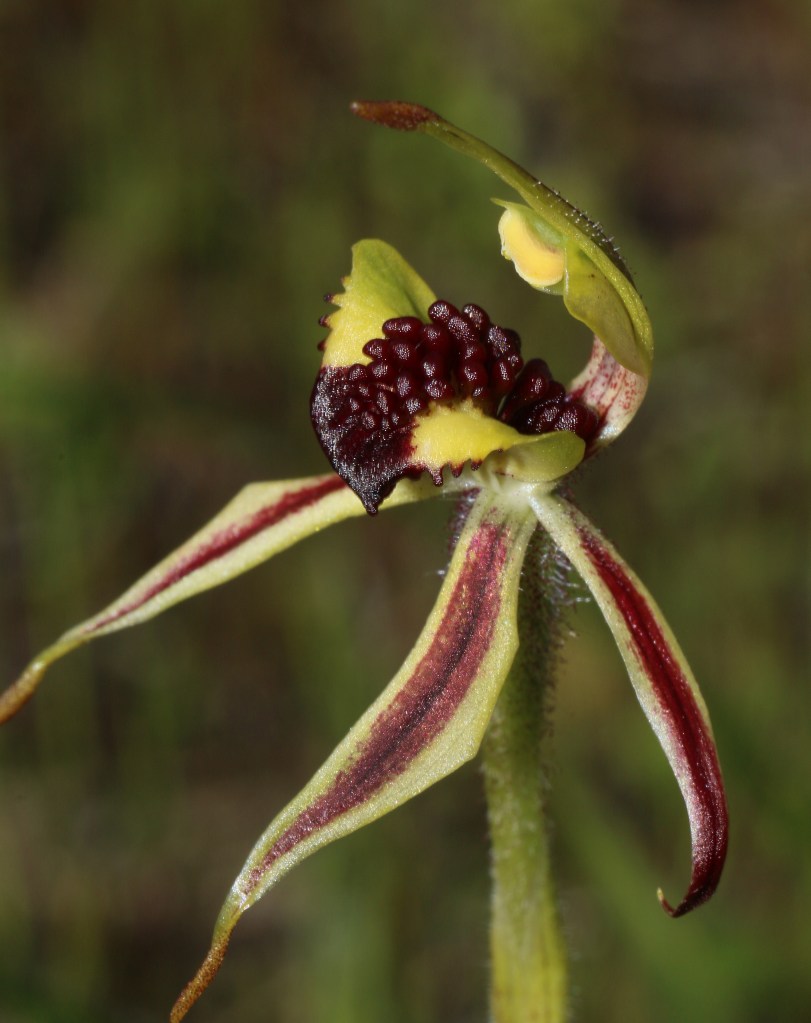 8 Arachnorchis conferta - Ramsey Way CP, September 2020