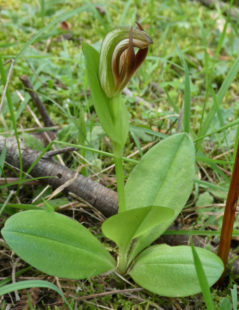 9 Pterostylis cucullata - Oct 2020