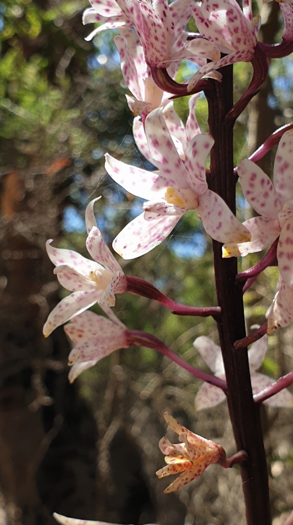 Dipodium pardalinum