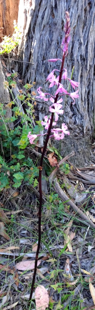 Dipodium roseum