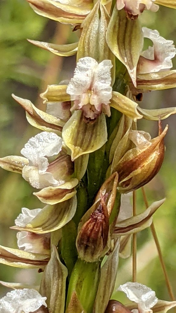 Prasophyllum australe - Kuitpo, January 2021