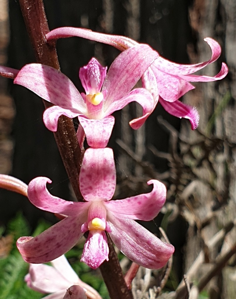 Dipodium roseum - January 2021
