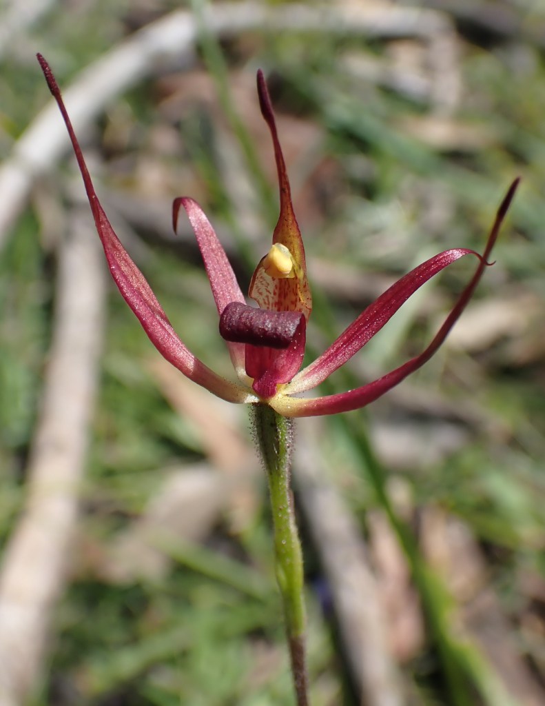 Arachnorchis leptochila - Anstey Hill, October 2020