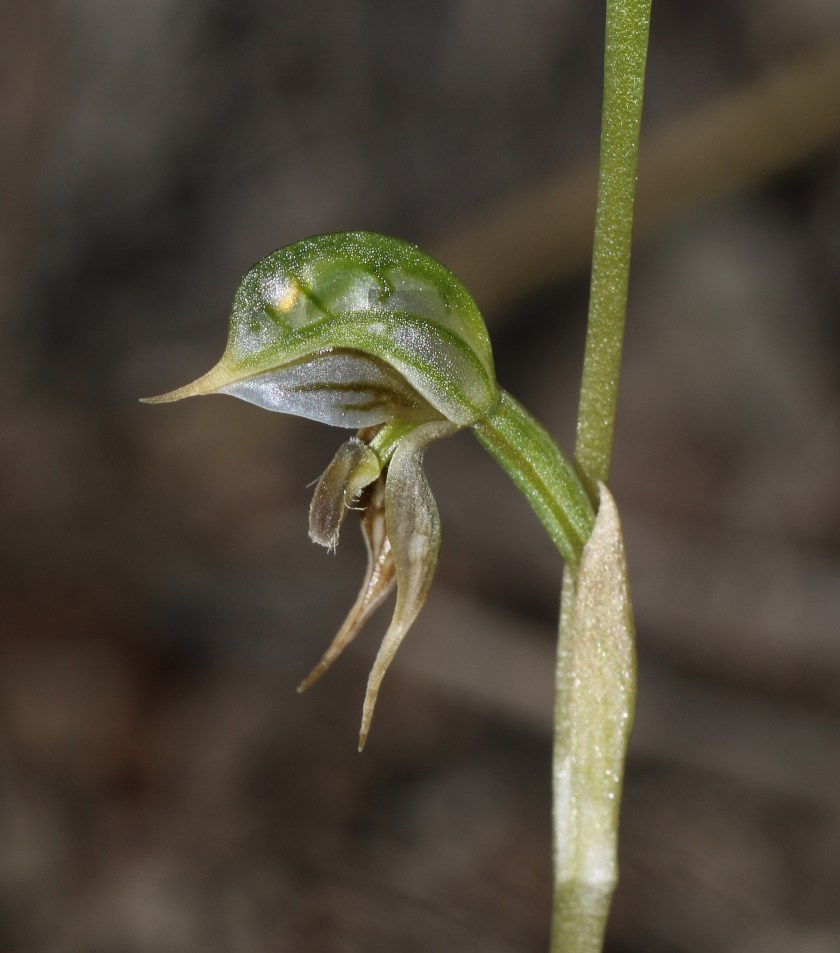 Oligochaetochilus pusillus - Mount Wedge, Eyre Peninsula