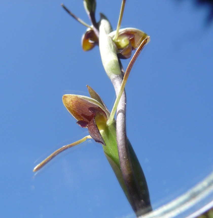 Orthoceras strictum - Mt Billy, late November 2020
