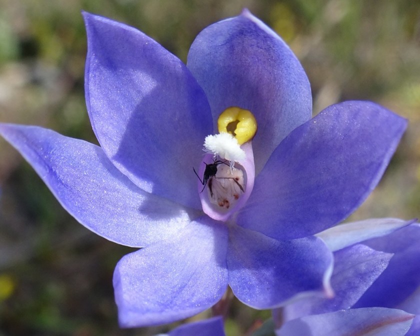 Thelymitra alcockiae - Desert Camp