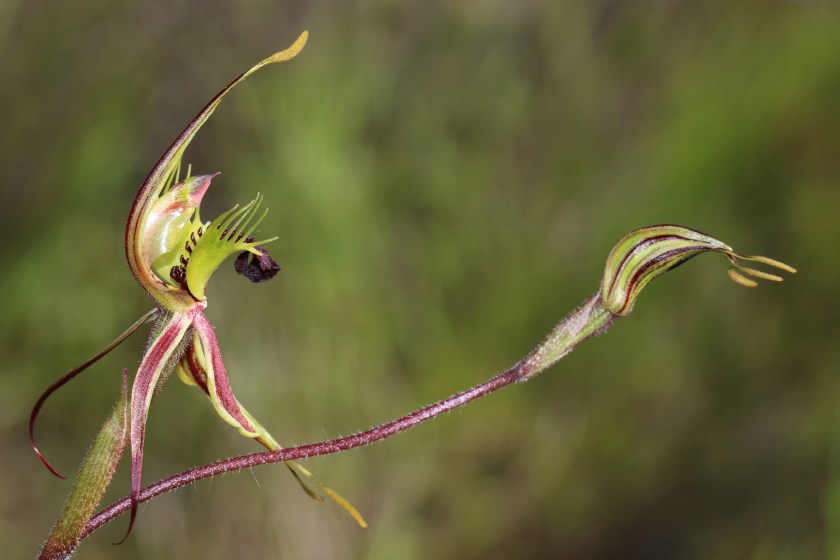 Arachnorchis septuosa - Wanilla