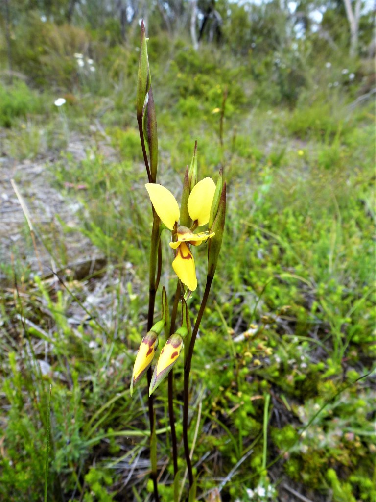 Diuris brevifolia - Knott Hill, Kuitpo 2013