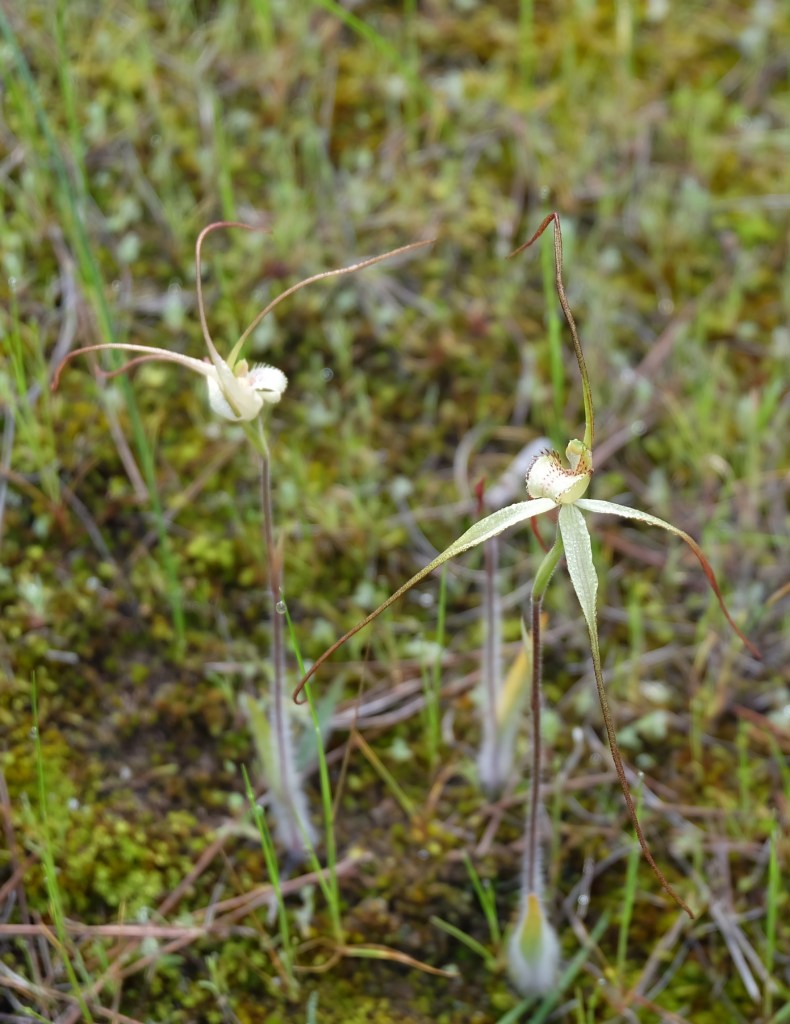 Arachnorchis brumalis