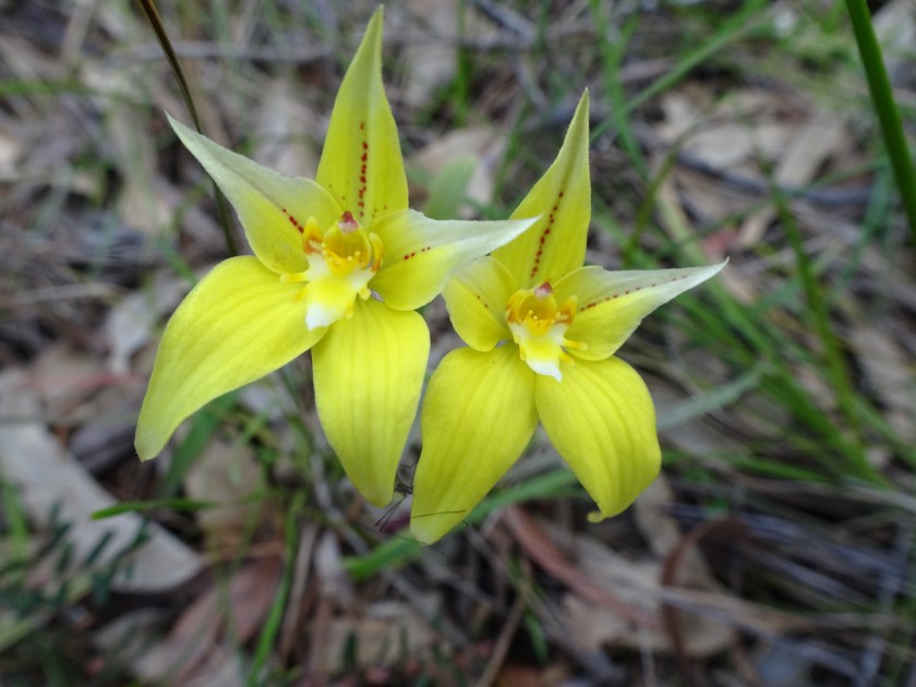 Caladenia flava - Cnr Washington Ave and Parade Rd Bunbury WA