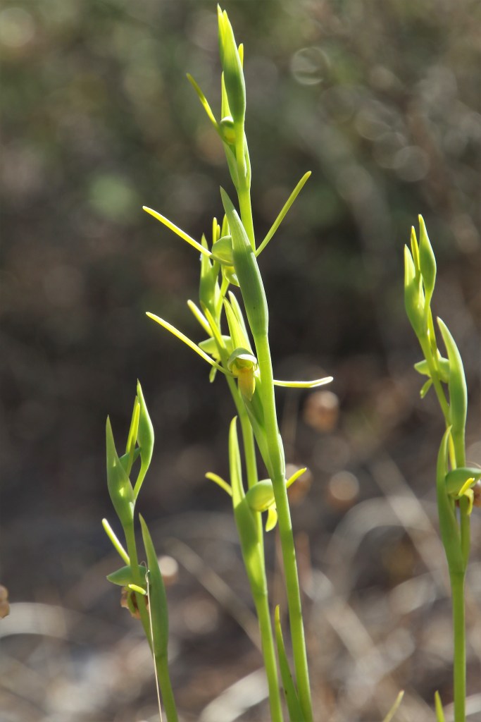 Orthoceras strictum - green form—Wadmore Park, Athelstone ‘20