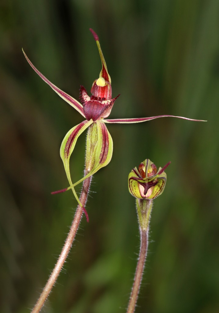 1 Arachnorchis reticulata - Humbug Scrub in Sept.