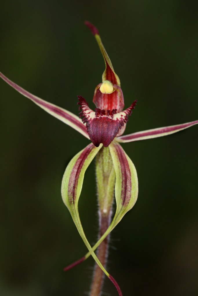 10 Arachnorchis reticulata - Humbug Scrub