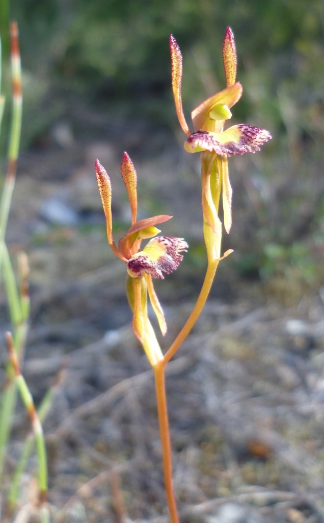 12 Leporella fimbriata - SE of SA