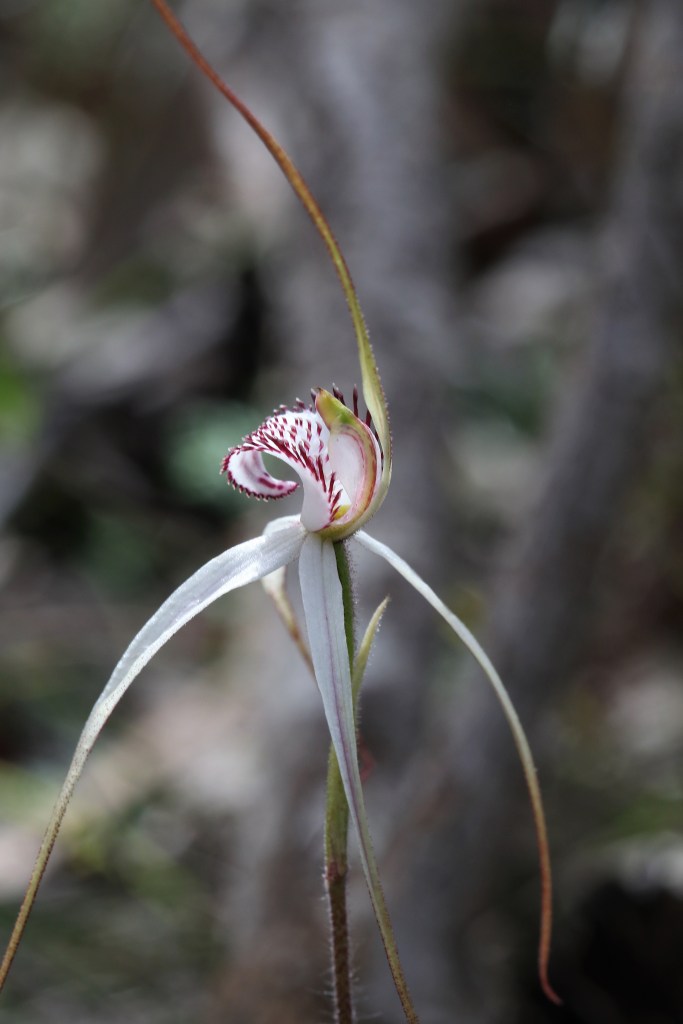 13 Arachnorchis argocalla - Jenkins Scrub Sept 2020