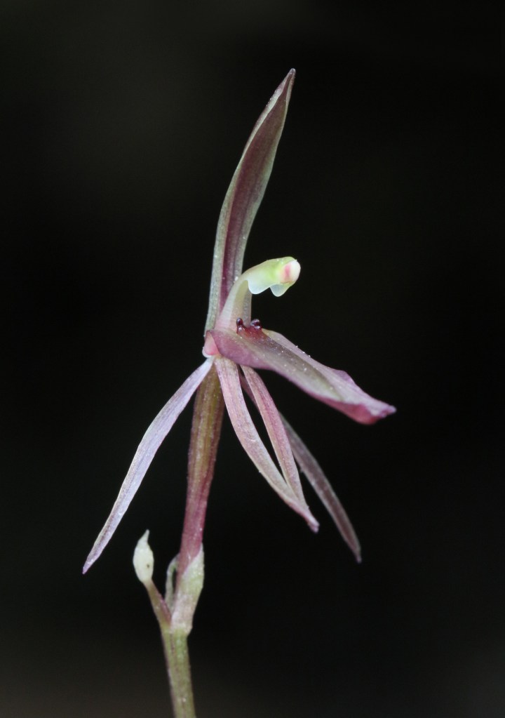 2 Cyrtostylis reniformis - Humbug Scrub in Sept 2020