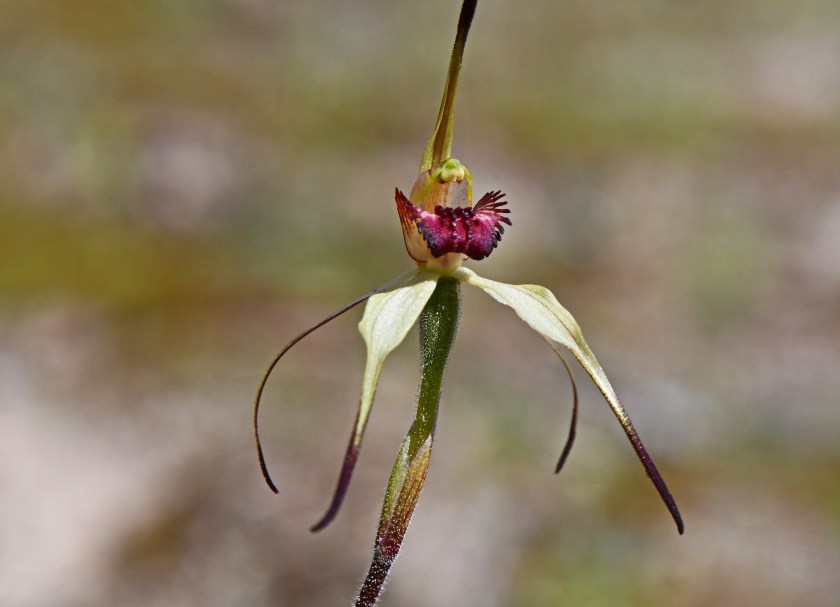 3 Arachnorchis sp.- Padthaway