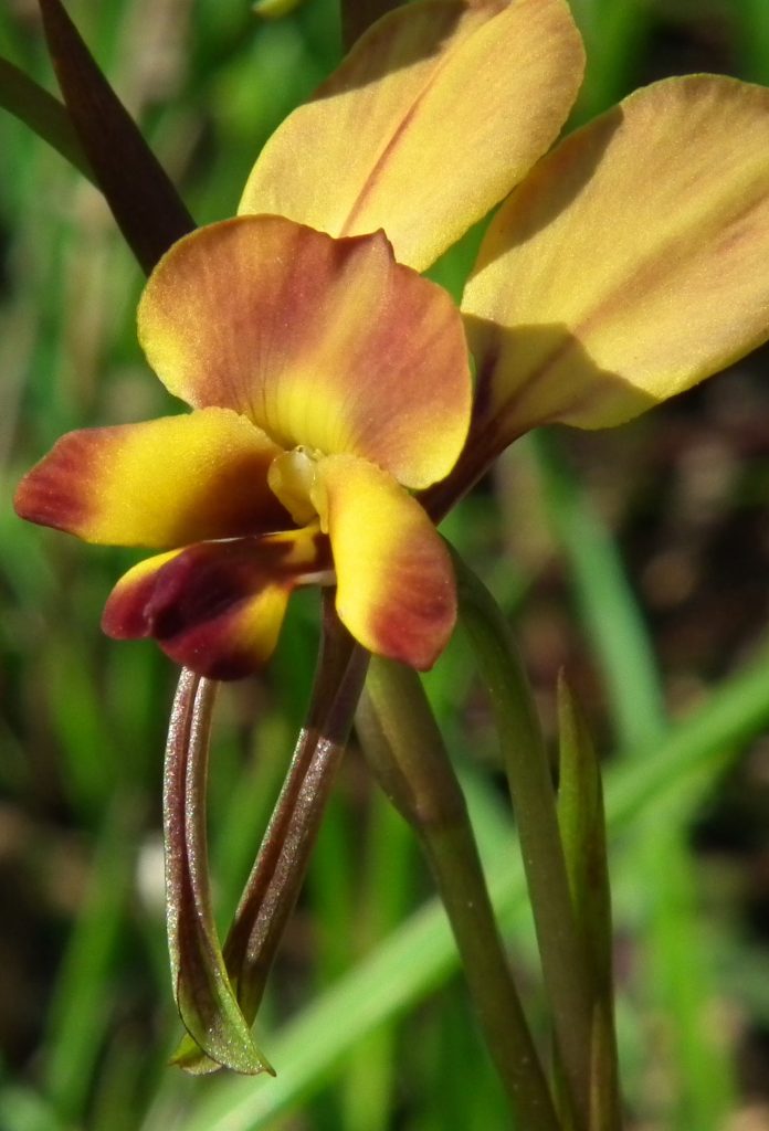 4 Diuris orientis - Belair Gate 8