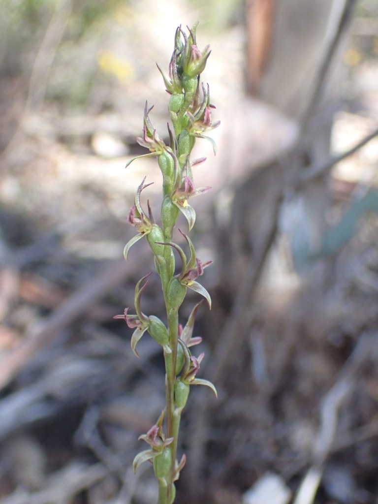 5 Prassophylum nitidum - Mt Hope EP Sept 2020