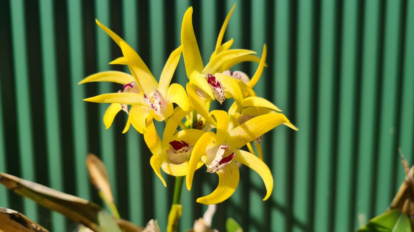 7 Dendrobium Avril’s Gold
