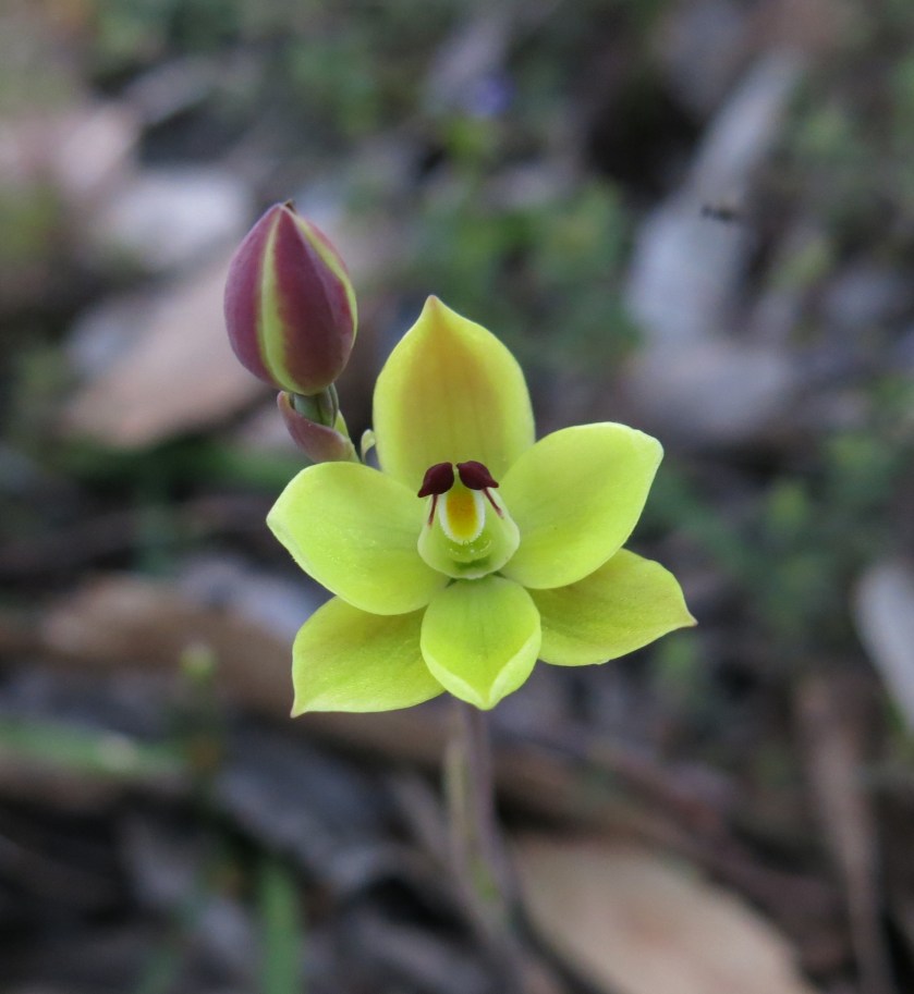 8 Thelymitra antennifera - Scott Creek 7th Sept 2016