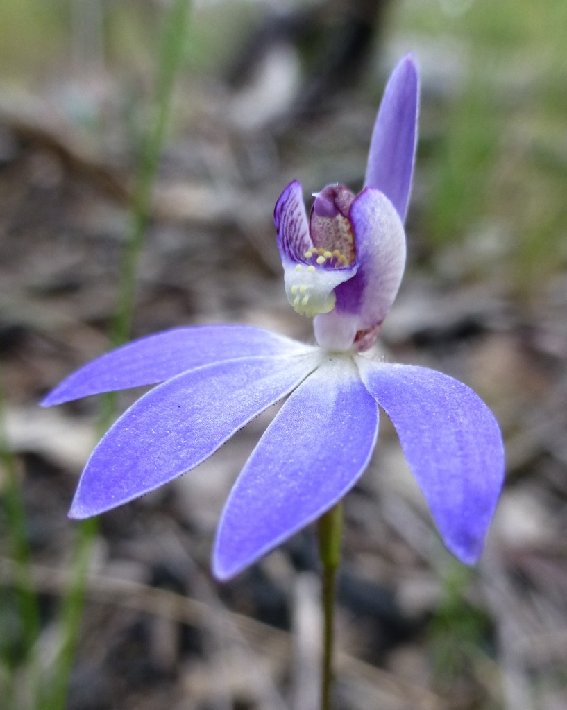 9 Cyanicola caerulea - Black Mountain, ACT