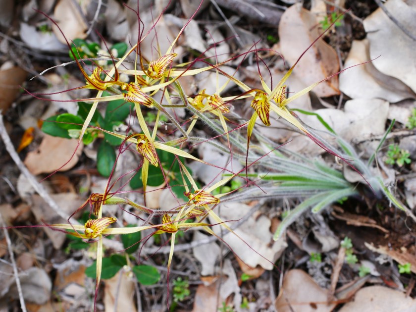 2 Caladenia caesarea subsp. martima - Busselton WA
