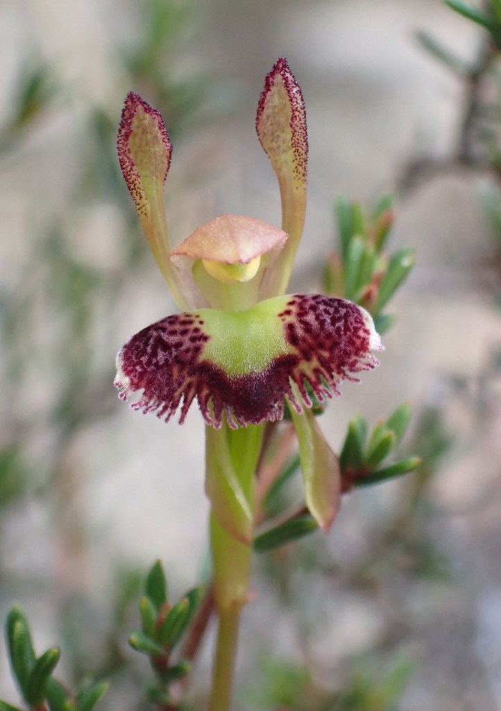 3 Leporella fimbriata. - Bullock Hill April 2021