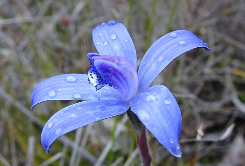 4 Cyanicula serica - Mt Barker WA