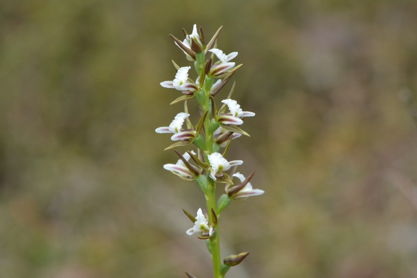 5 Prasophyllum odorata - Desert Camp Oct 2020