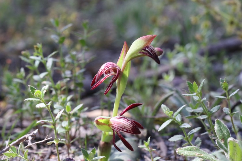 6 Pyrorchis nigricans - Morialta CP Sept 2020