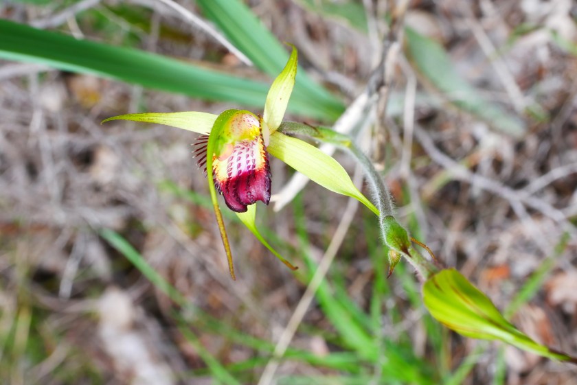 7 Caladenia infundibularis - Dunsborough WA