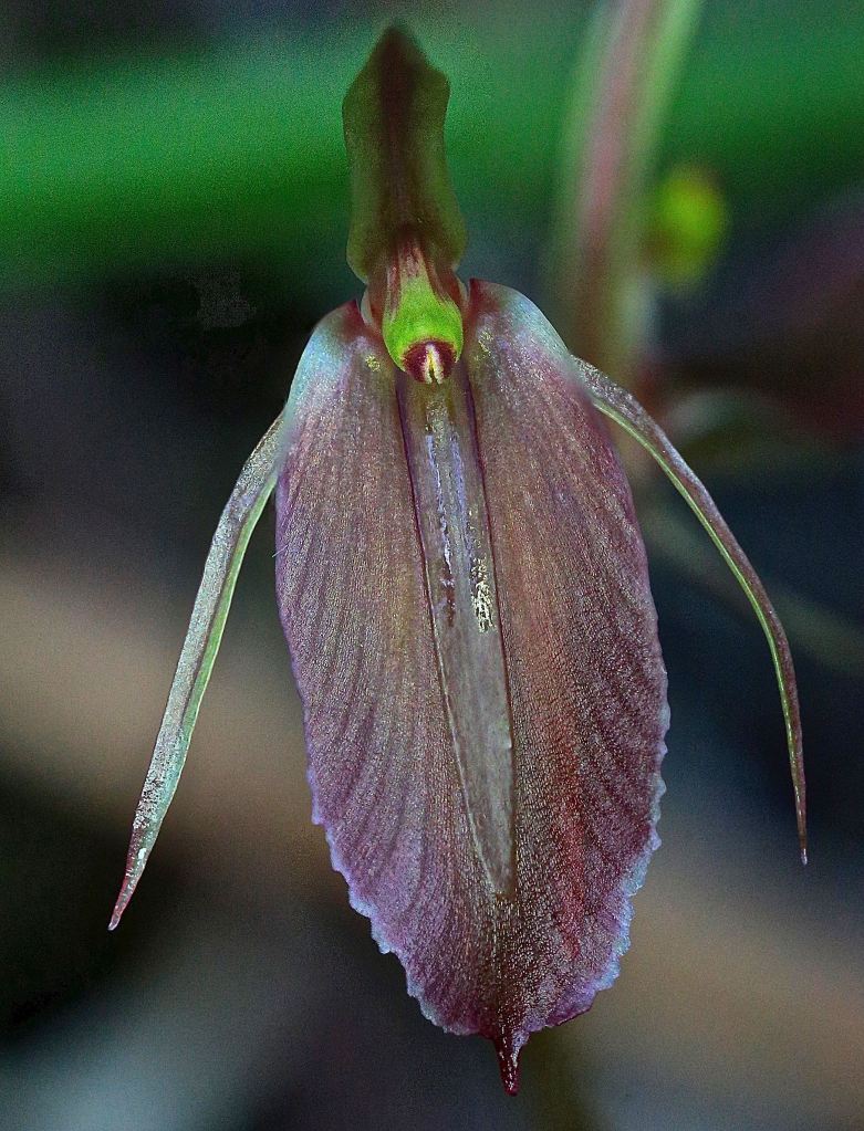 Cyrtostylis robusta
