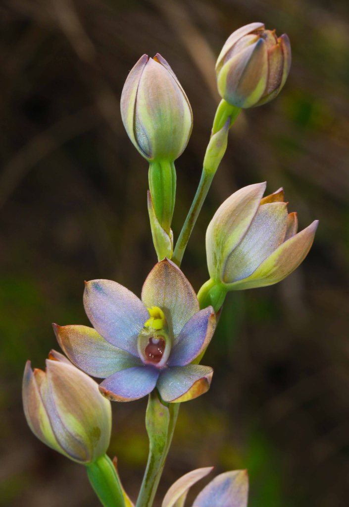 Thelymitra epipactoides - Meningie