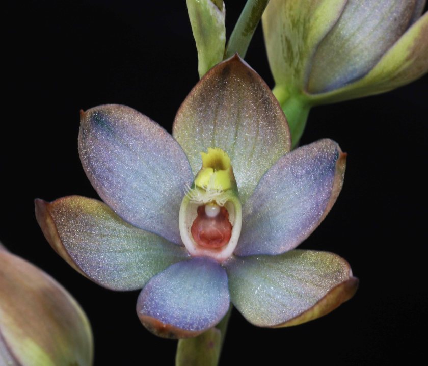 Thelymitra epipactoides - Meningie
