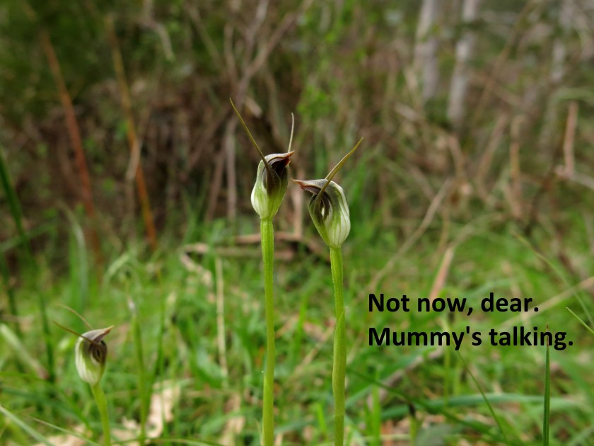 Some Pterostylis jollity!