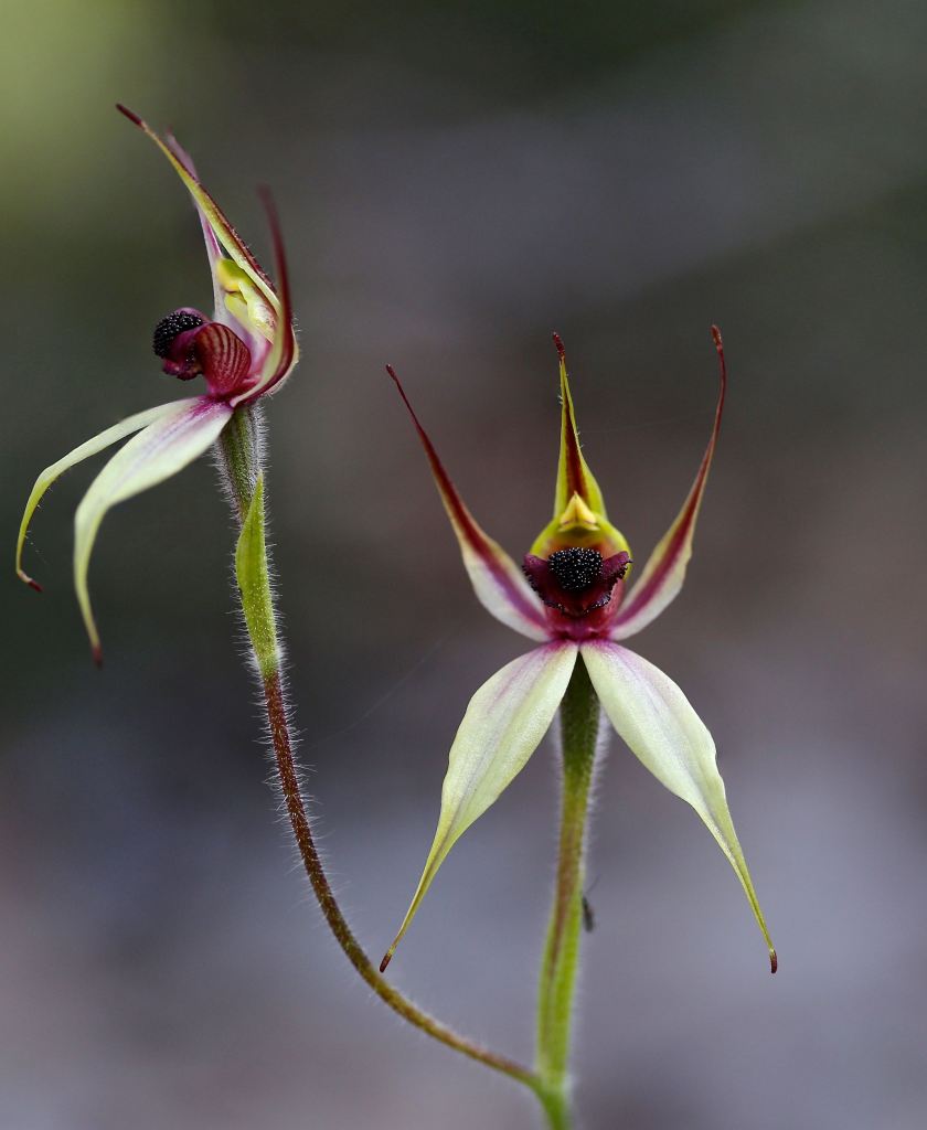 Caladenia macrostylis - Leaping Spider Orchid - W.Australia