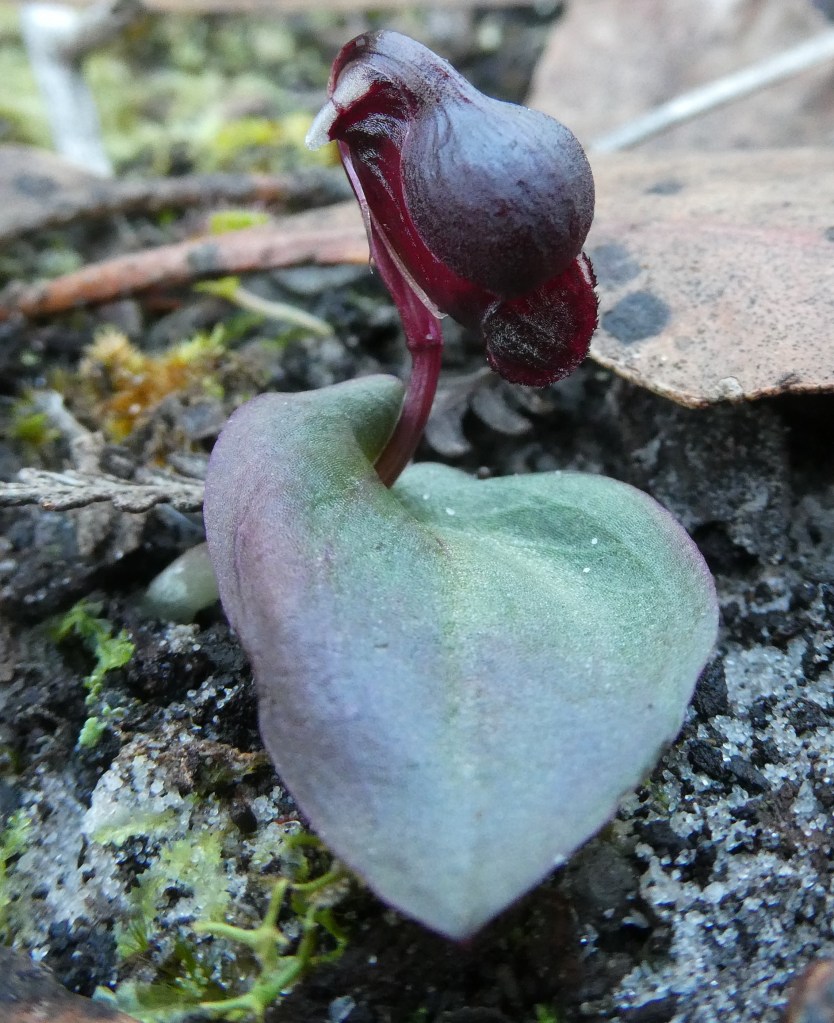 Anzybas unguiculatus - SE of SA