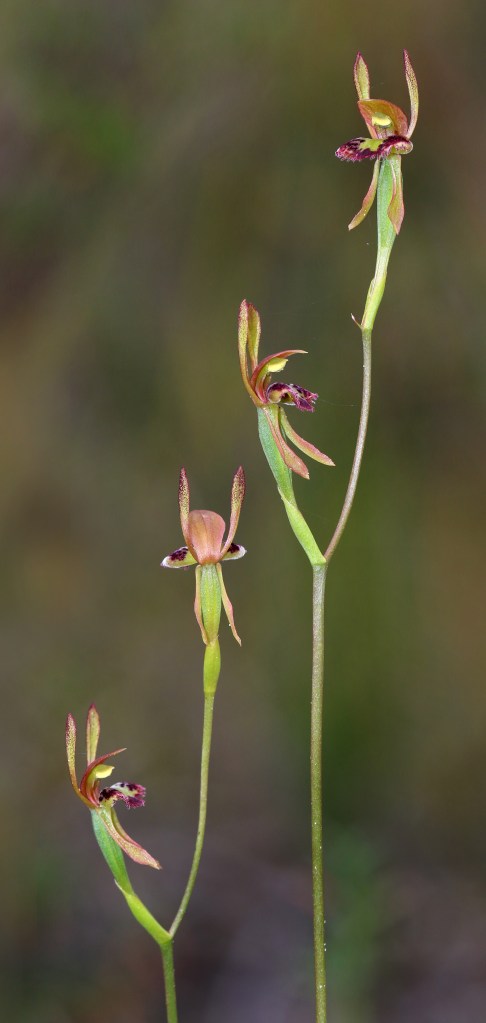 Leporella fimbriata - Scott Conservation Park