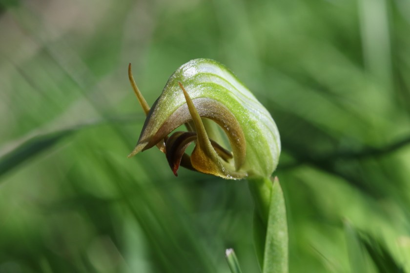 Pterostylis cucullata hybrid