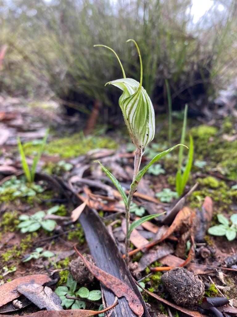 Diplodium sp - Yorke Peninsula - June 2021