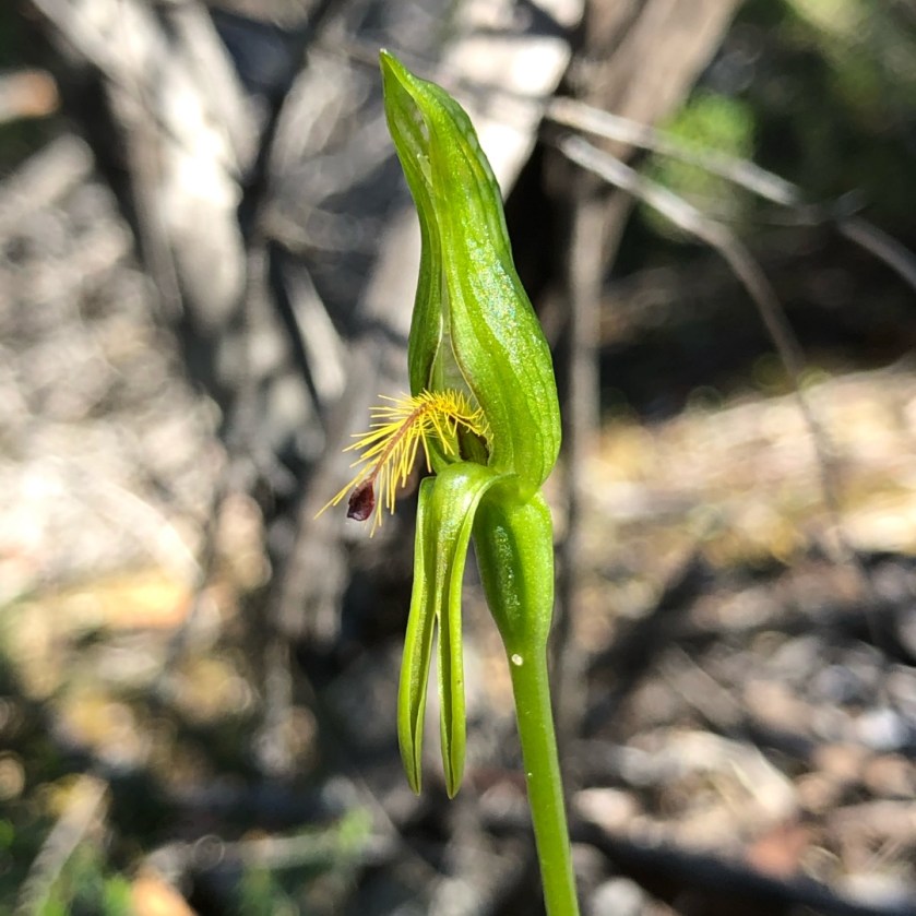 Plumatochilus sp. - Kangaroo Island SA