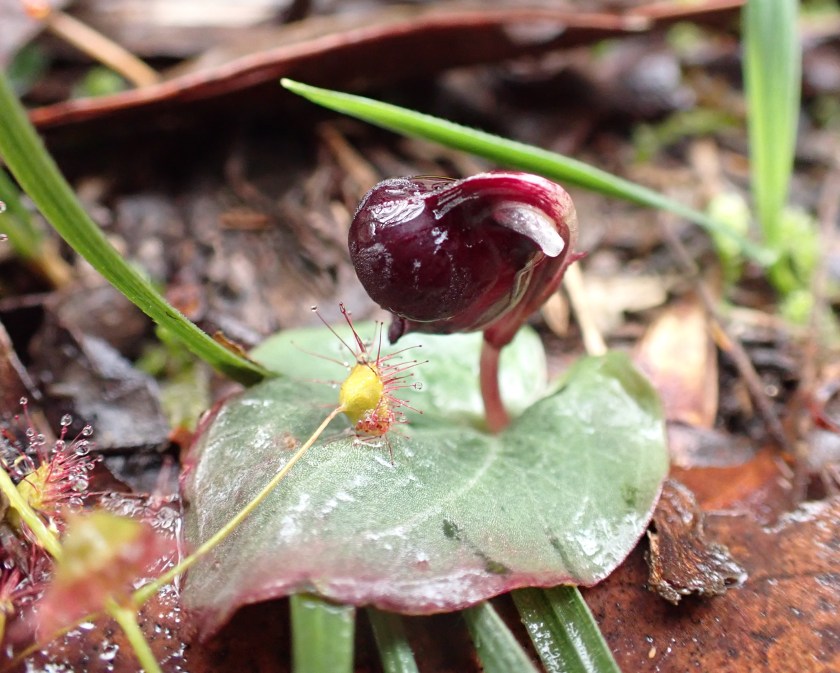 Anzybas unguiculatus - Nixon Skinner, SA-June 2021
