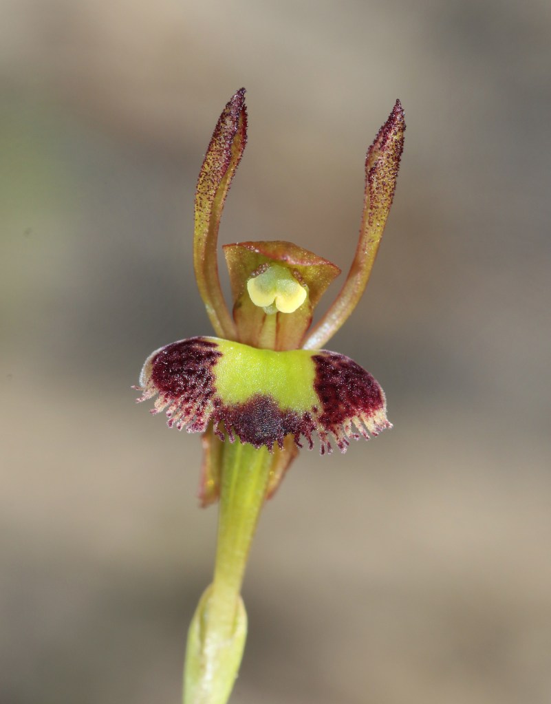Leporella fimbriata - Adelaide Hills area-April 2021