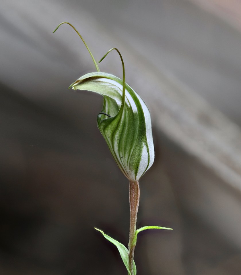 Diplodium aff alatum sp Hills - Scott Conservation Park-12/6/21
