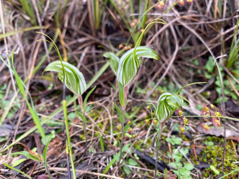 Diplodium sp - Yorke Peninsula-June 2021