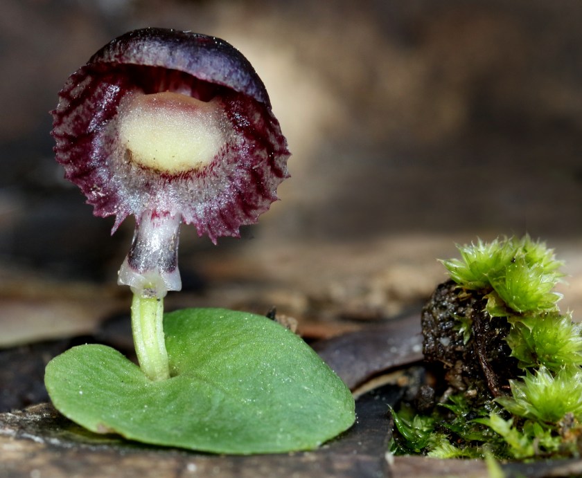 1 Corysanthes diemenica - Belair
