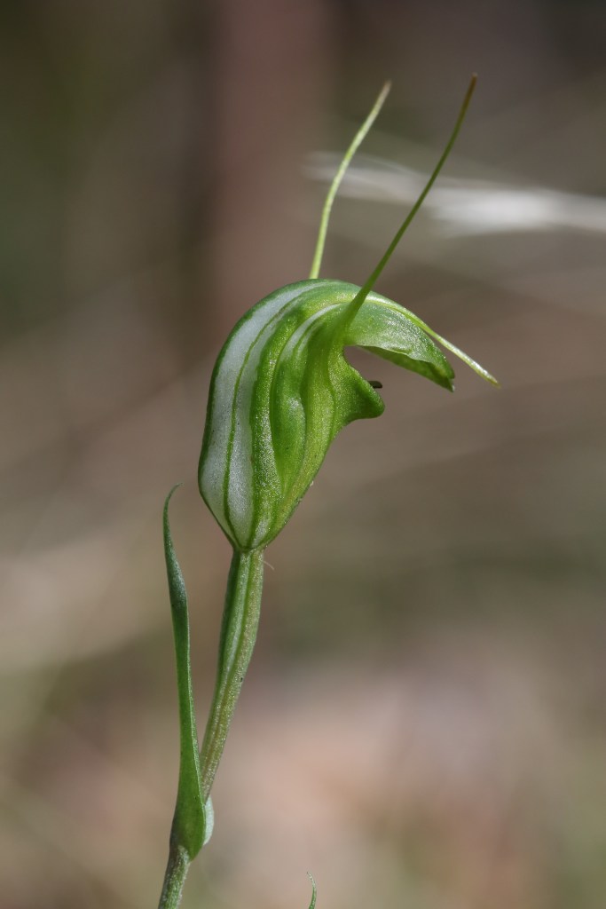 2 Diplodium bryophillum - Mt Billy